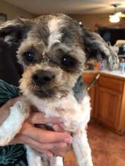 Shih Tzu Dogs for adoption in ashville, OH, USA