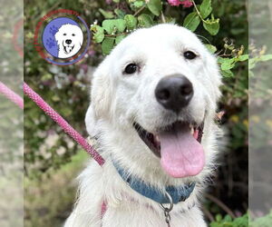 Great Pyrenees Dogs for adoption in Spring, TX, USA