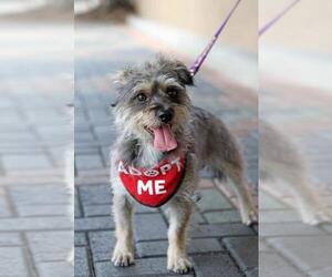 Cairn Terrier-Miniature Schnauzer Mix Dogs for adoption in Mission Viejo, CA, USA