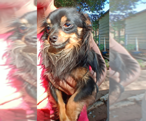 Chihuahua-Unknown Mix Dogs for adoption in Cranston, RI, USA