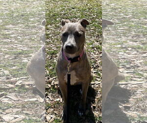 Mutt Dogs for adoption in  Gainesville, FL, USA