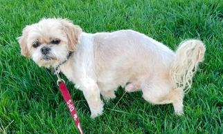 Shih Tzu Dogs for adoption in Palo Alto, CA, USA