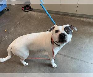 American Staffordshire Terrier-Unknown Mix Dogs for adoption in Tavares, FL, USA