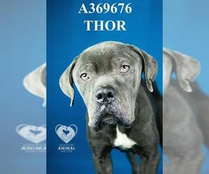 Mutt Dogs for adoption in Stockton, CA, USA