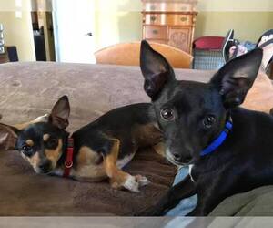 Chihuahua Dogs for adoption in Sebring, FL, USA