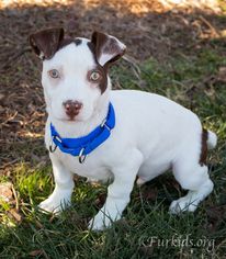 Medium Photo #1 Dachshund-Unknown Mix Puppy For Sale in Alpharetta, GA, USA
