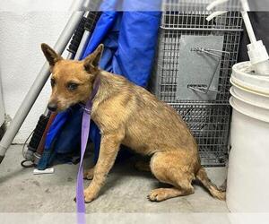 Mutt Dogs for adoption in Corona, CA, USA