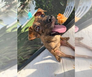 Dachshund-Unknown Mix Dogs for adoption in Germantown, OH, USA