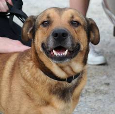 Pembroke Welsh Corgi Dogs for adoption in Millersville, NJ, USA