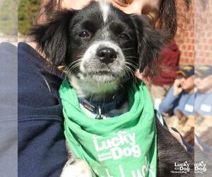 Border Collie-Unknown Mix Dogs for adoption in Washington, DC, USA
