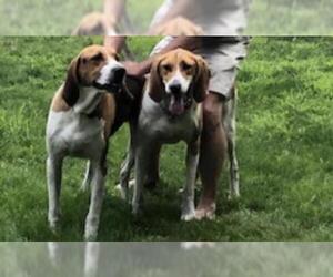 American Foxhound-Unknown Mix Dogs for adoption in Armonk, NY, USA