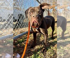 Labrador Retriever-Unknown Mix Dogs for adoption in Forestville, MD, USA