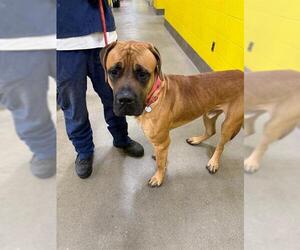 Mastiff Dogs for adoption in Forestville, MD, USA