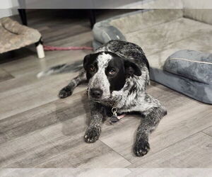 Medium Photo #1 Mutt Puppy For Sale in Paso Robles, CA, USA