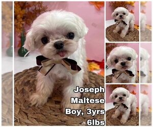 Maltese Dogs for adoption in Seattle, WA, USA