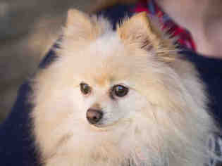 Pomeranian Dogs for adoption in Ojai, CA, USA