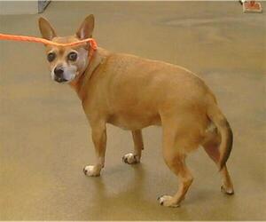 Chihuahua Dogs for adoption in Sacramento, CA, USA