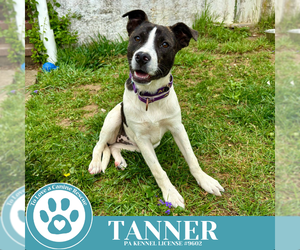 Beagle-Pointer Mix Dogs for adoption in Kimberton, PA, USA