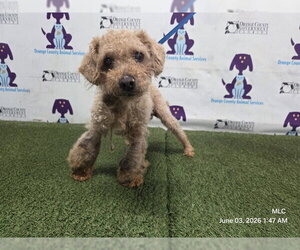 Poodle (Toy) Dogs for adoption in Orlando, FL, USA