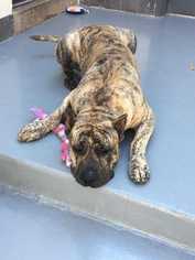 Presa Canario Dogs for adoption in Wenonah, NJ, USA