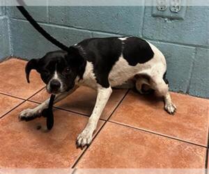Chihuahua Dogs for adoption in Downey, CA, USA