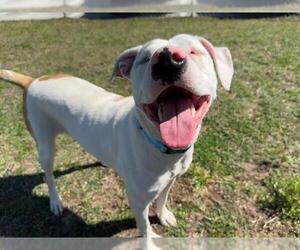 Catahoula Leopard Dog-Unknown Mix Dogs for adoption in Ocala, FL, USA