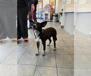 Mutt Dogs for adoption in San Antonio, TX, USA