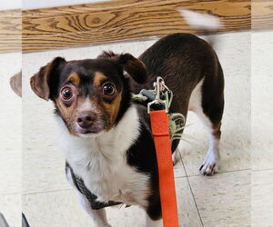 Chihuahua-Unknown Mix Dogs for adoption in Princeton, MN, USA