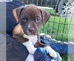 Labrador Retriever Dogs for adoption in Wadena, MN, USA
