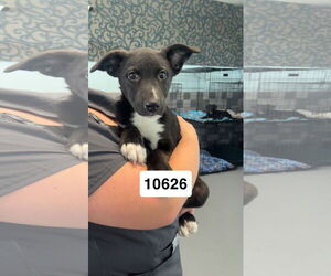Australian Kelpie-Unknown Mix Dogs for adoption in Chico, CA, USA
