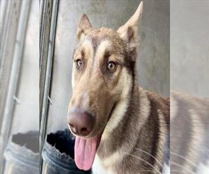 Siberian Husky-Unknown Mix Dogs for adoption in San Bernardino, CA, USA