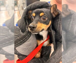 Chihuahua Dogs for adoption in San Bernardino, CA, USA