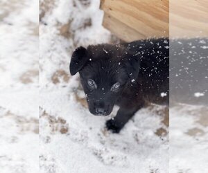Mutt Dogs for adoption in Bemidji, MN, USA