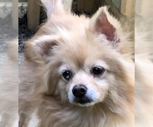 Pomeranian Dogs for adoption in Genesee, WI, USA