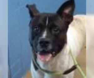 Akita Dogs for adoption in Zanesville, OH, USA