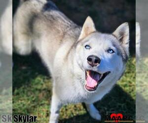 Siberian Husky Dogs for adoption in Maryville, TN, USA