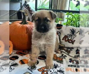 German Shepherd Dog-Unknown Mix Dogs for adoption in Kansas City, MO, USA