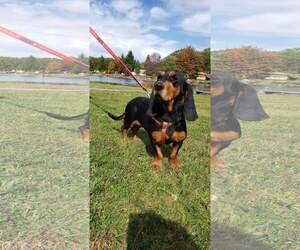Basset Hound Dogs for adoption in Smithfield, PA, USA