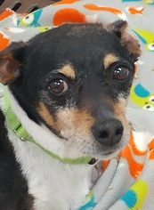 Rat Terrier Dogs for adoption in Greenville, IL, USA
