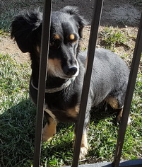 Dachshund-Unknown Mix Dogs for adoption in Tehachapi, CA, USA