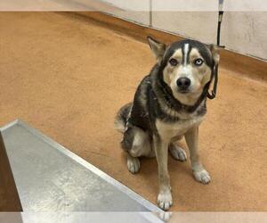 Siberian Husky Dogs for adoption in Martinez, CA, USA