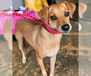 Chihuahua-Unknown Mix Dogs for adoption in Virginia Beach, VA, USA