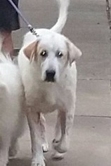 Great Pyrenees-Unknown Mix Dogs for adoption in Garland, TX, USA