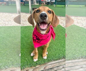 Mutt Dogs for adoption in Sanderson, FL, USA