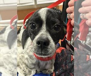 Chihuahua Dogs for adoption in Martinez, CA, USA