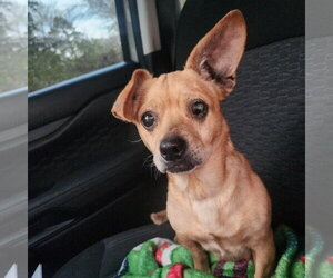 Chiweenie Dogs for adoption in Texarkana, TX, USA