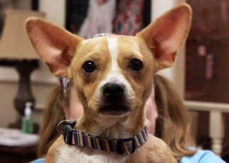 Chihuahua-Unknown Mix Dogs for adoption in Waco, TX, USA