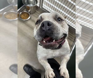 American Pit Bull Terrier Dogs for adoption in Oak Bluffs, MA, USA