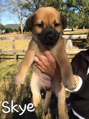 Shepradors Dogs for adoption in Fairhope, AL, USA