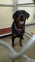 Rottweiler-Unknown Mix Dogs for adoption in Durand, WI, USA